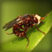 /album/dedetizadora-moema-11-2807-7715-pulgas-ratos/photolia-a06-jpg/